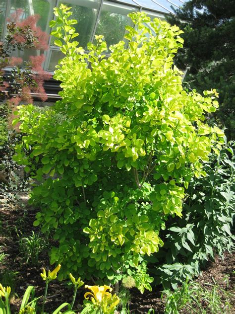 Cotinus 'Golden Spirit' (OBG) 2012 | Rotary Botanical Gardens