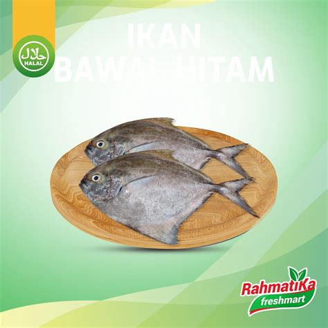 Jual Ikan Bawal Hitam Segar Ikan Bawal Hitam Fresh 500 Gr Shopee