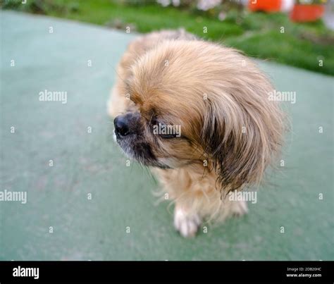 Originating China Hi Res Stock Photography And Images Alamy