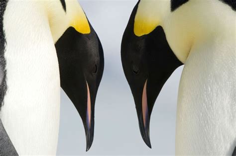 Foto de la película La marcha de los pingüinos 2 Foto 23 por un total