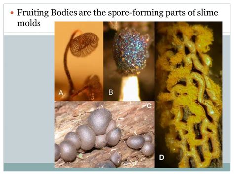 Ppt Slime Molds Fungus Like Protists Powerpoint Presentation Free