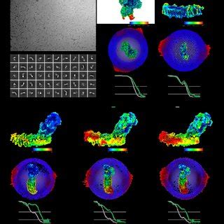 Figure Supplement 6 Representative Cryo EM Map Densities Examples Of