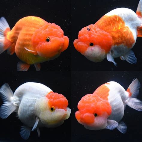 jual ikan hias aquascape mas koki ranchu kecil   cm warna mix