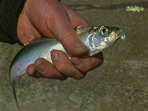 Heringe Angeln Der Seehafen Rostock Fisch Hitparade