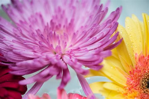 Free Images : 4k wallpaper, background, beautiful, bloom, blooming ...