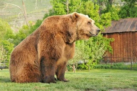 17 Best images about Bart the bear on Pinterest | Vehicles, The edge ...