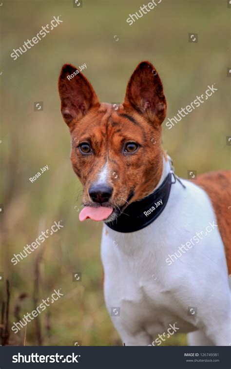 Brindle Basenji On The Autumn Meadow Stock Photo 126749381 : Shutterstock