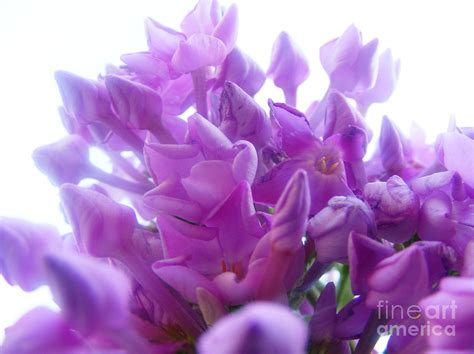 Lavender Dream Photograph By Tahnya Spirit Fine Art America