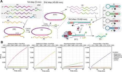 A Foki Driven Signal Amplification Platform For The Simultaneous