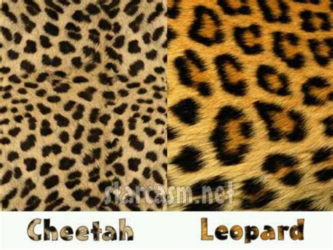 The Difference Between Leopard And Cheetah It Kills Me When They Get