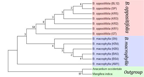 Biologi Taksonomi Tumbuhan