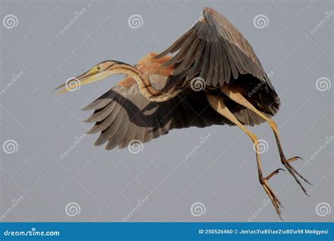 Red heron bird flight stock photo. Image of heron, bird - 250526460