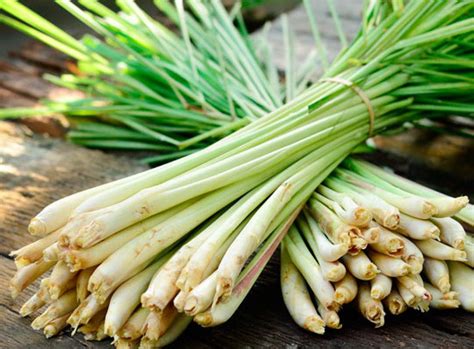 manfaat serai bagi kesehatan