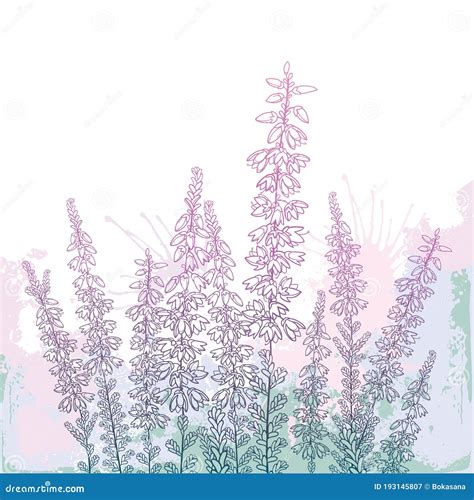 Vector Field With Outline Heather Or Calluna Flower With Bud And Leaves