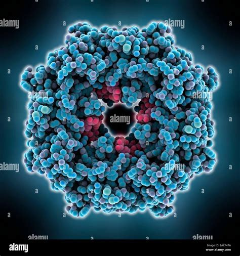 Ebola Matrix Protein Molecular Model Of The Ebola Virus Matrix Protein