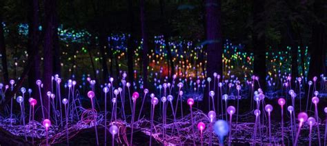 Light Bruce Munro At Cheekwood Cheekwood