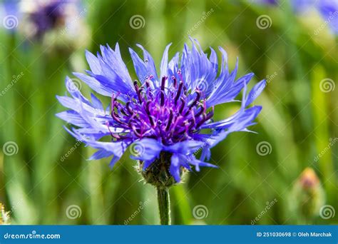 Cornflower Centaurea Cyanus Asteraceae Cornflower Herb Or Bachelor