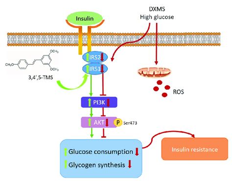 Signaling Pathway Conclusions 33 45 Tms Ameliorated Insulin