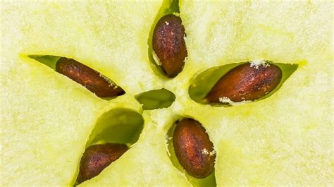 Semillas de manzana por qué son peligrosas para la salud