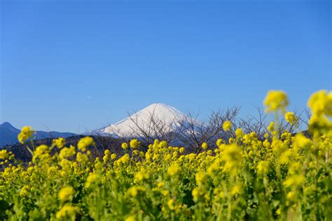 早咲きの菜の花は満開間近 菜の花越しの富士山が絶景！二宮町 吾妻山公園 なぎさ日和｜今度のお休みどこにいく？