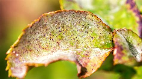 Powdery Mildew Signs And Treament Mehrabyan Nursery