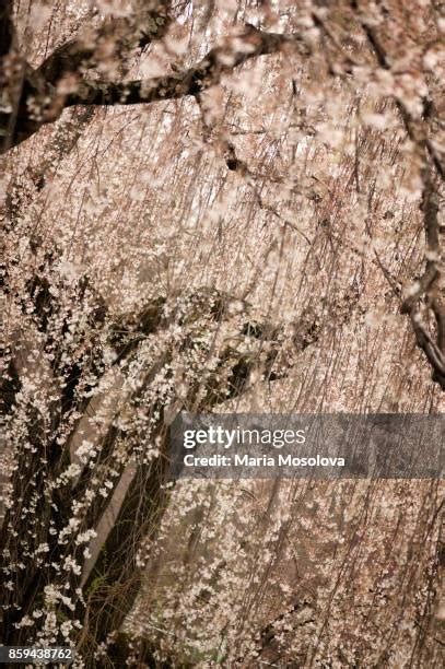 Weeping Cherry Blossom Tree Photos and Premium High Res Pictures ...