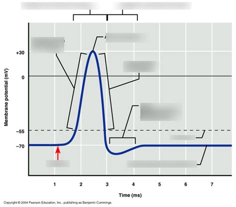 Lesson Absolute And Relative Refractory Period Diagram Quizlet