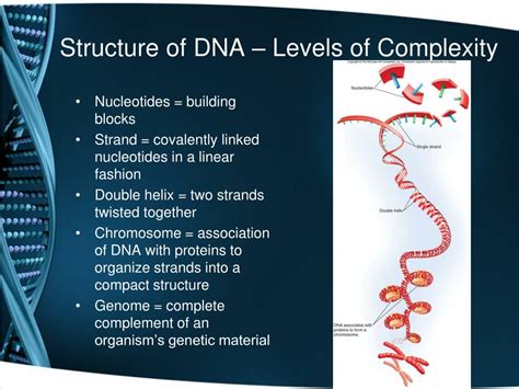 Ppt Dna Structure And Function Powerpoint Presentation Free