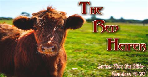 The Red Heifer - Numbers 19-20