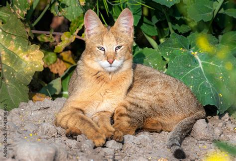 beautiful portrait of wildcat , The wildcat is a species complex ...