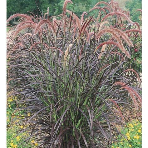 Pennisetum Setaceum 'Rubrum' in (L8564) at Lowes.com