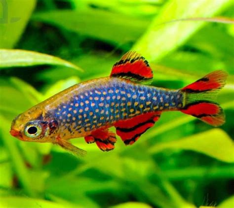 Rasbora galaxy peixe origem características reprodução alimentação