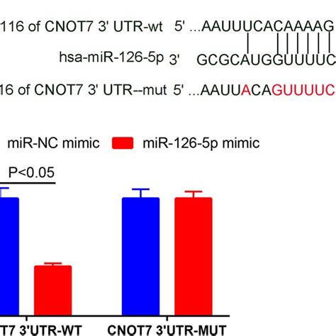 Mir P Can Directly Bind To The Cnot Utr In The Mcf Cell Line