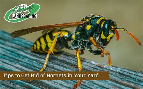 How To Get Rid Of Hornets In Your Yard Crucial Information