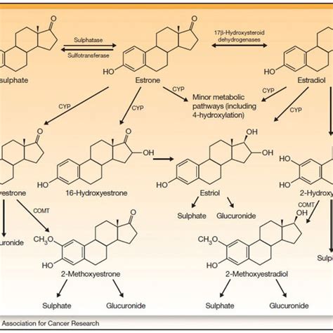 Pathways of steroid hormone synthesis in humans | Download Scientific ...