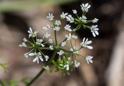 Australian Apiaceae