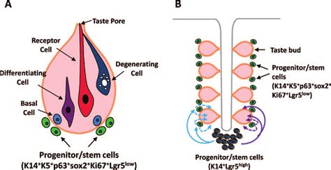 Schematic Drawing Of Taste Bud Turnover And Renewal A The Process Of