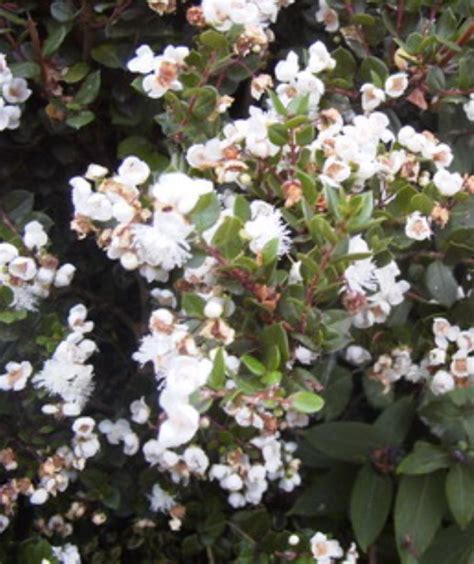 Myrtus Apiculata Agm