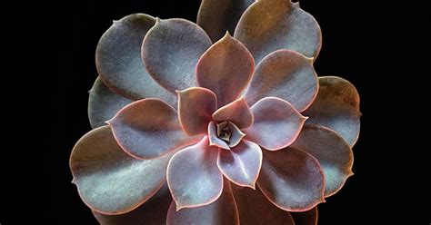 Orqu Deas No Ap Echeveria Perle Von N Rnberg