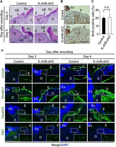 Skin morphology and proliferation/differentiation of keratinocytes ...