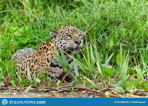 Jaguar Hunting in the Northern Pantanal Stock Image - Image of mato ...