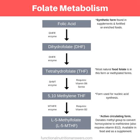 Folate vs Folic Acid: How Are They Different? (Why you should care!)