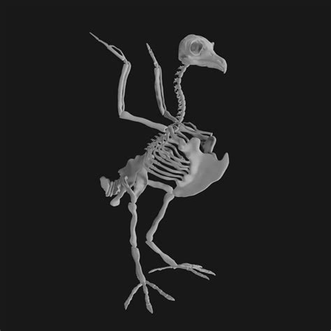 Owl Skeleton 3d Model Low Poly