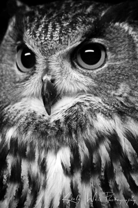 le owl | Owl, Owl pictures, Owl photography