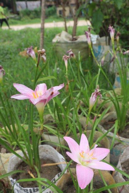 Premium Photo Daylilies Flower Plant On Packet In Nursery For Harvest