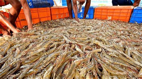 Tiger Shrimp Farming Production Harvesting Vannamei Shrimp Culture