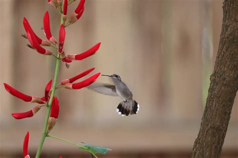 400+ Free Hummingbird Flower & Hummingbird Images - Pixabay