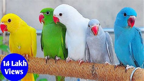 Parrot Soundcute Parrotbeautiful Birds Parrot Parrot Videosतोता की आवाज़तोता पक्षी