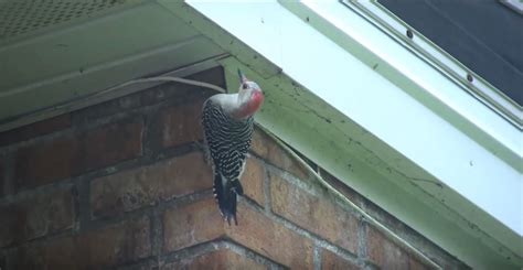 Why Do Woodpeckers Peck On Houses