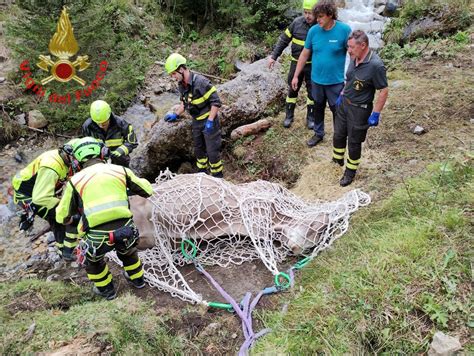 Un Emozionante Salvataggio A Breno La Vacca Incinta Salvata Dall